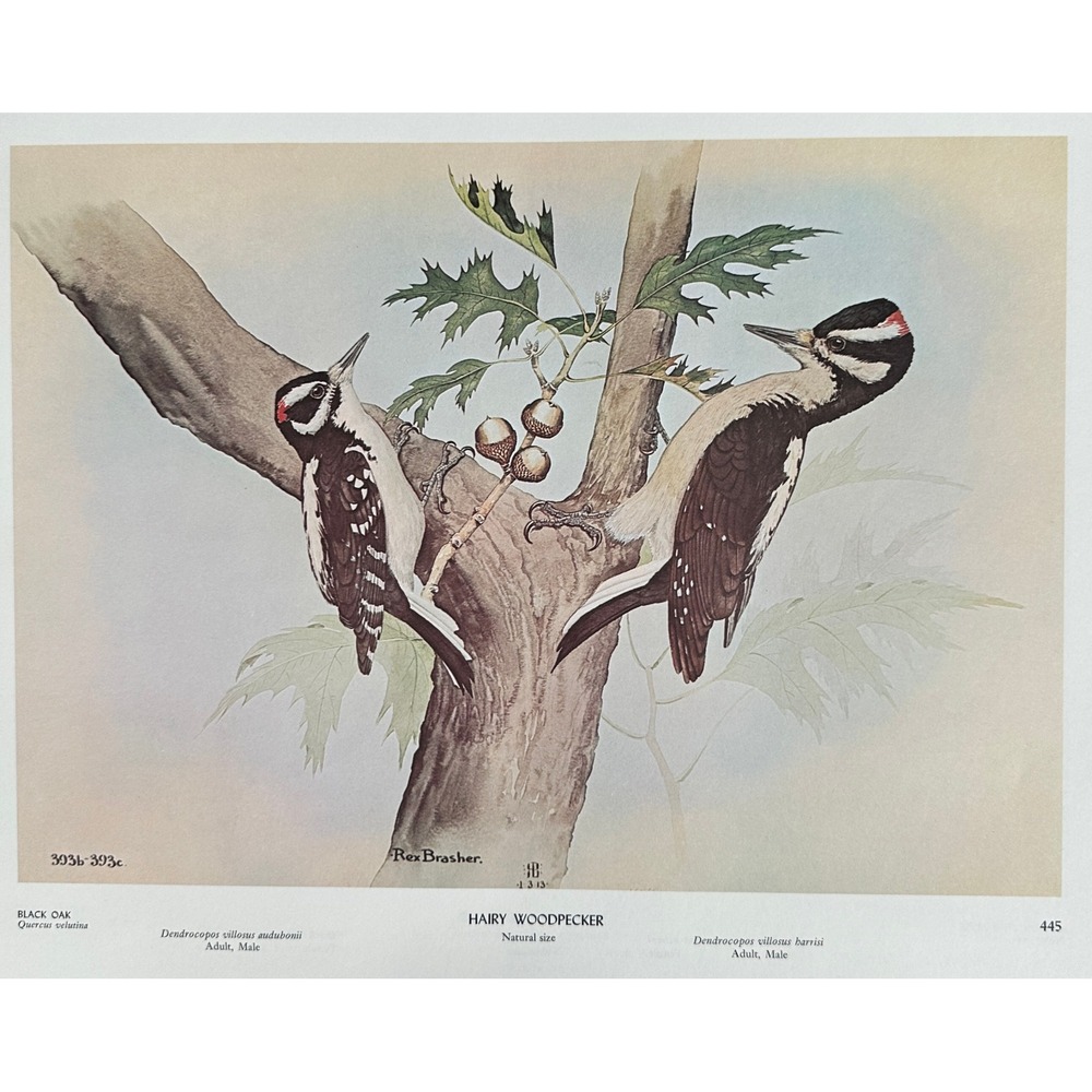 1968 Rex Brasher Hairy Woodpecker Bird Vtg Original Book Plate Wall Art Decor